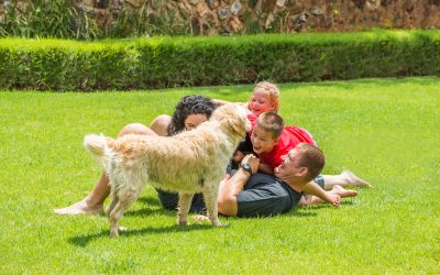What to Expect from Pet-Friendly Apartments in West Lafayette, IN for Stress-Free Living